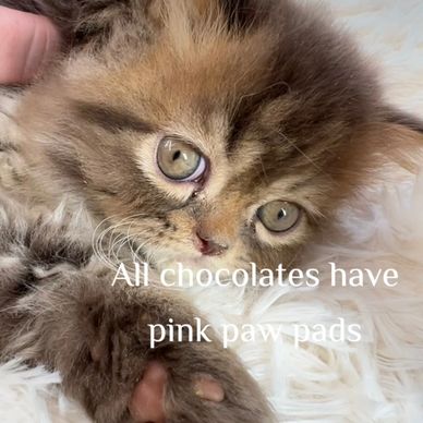 Chocolate tabby Persian Kitten
