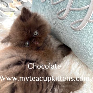 Chocolate Persian Kitten