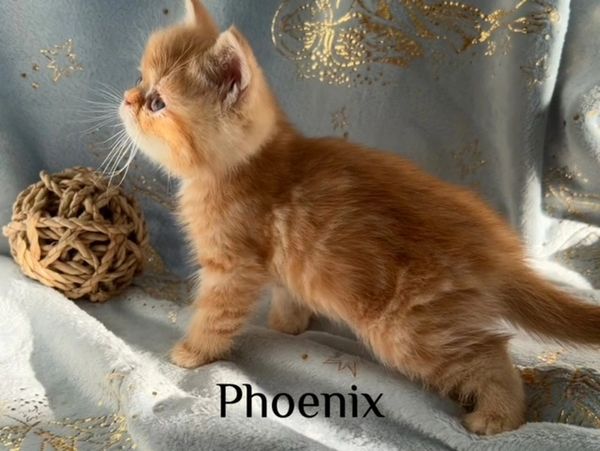 red exotic short hair persian kitten