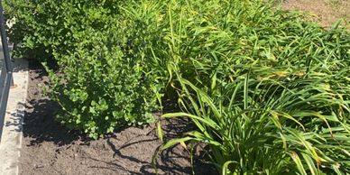 A garden bed with green leafy plants in sunlight.