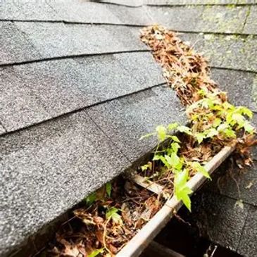 Gutter filled with leaves and plants growing on a roof.