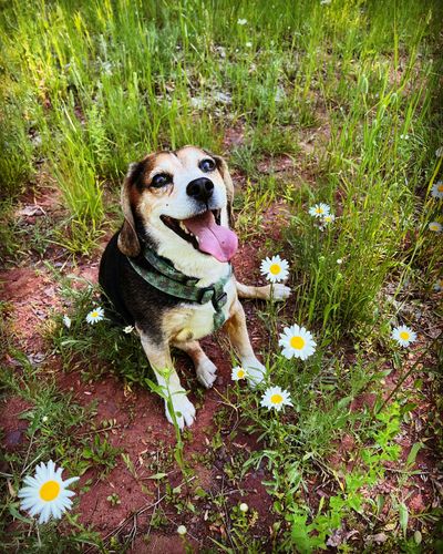 Bob the beagle, sitting in daisies