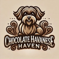 Chocolate Havanese
 🤎