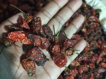 3rd ( Third) Quality Smoke Dry Ghost Pepper Naga Chili Bhut Jolokia Pods