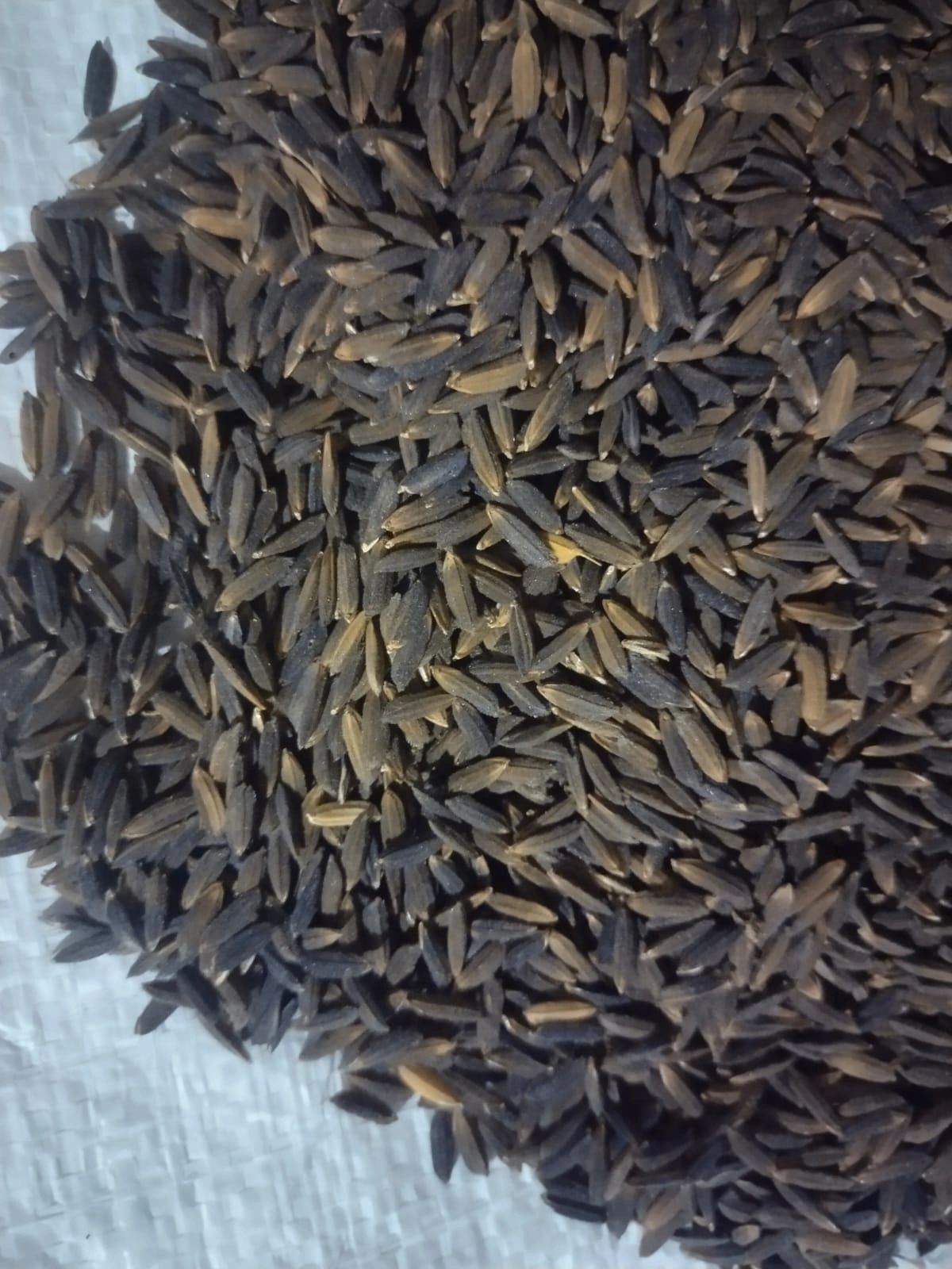 Black Rice Seeds