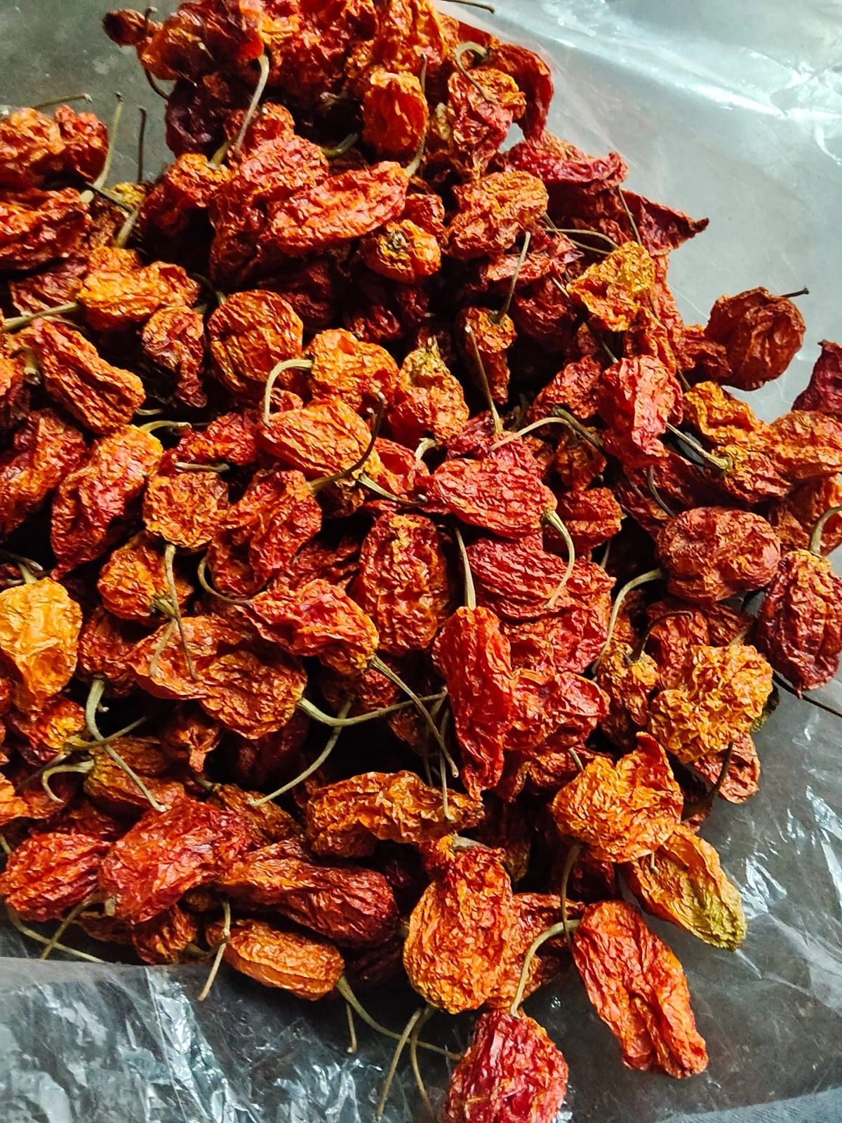 Bhut Jolokia Chili Seller in Bangalore – Premium Ghost Pepper Exp