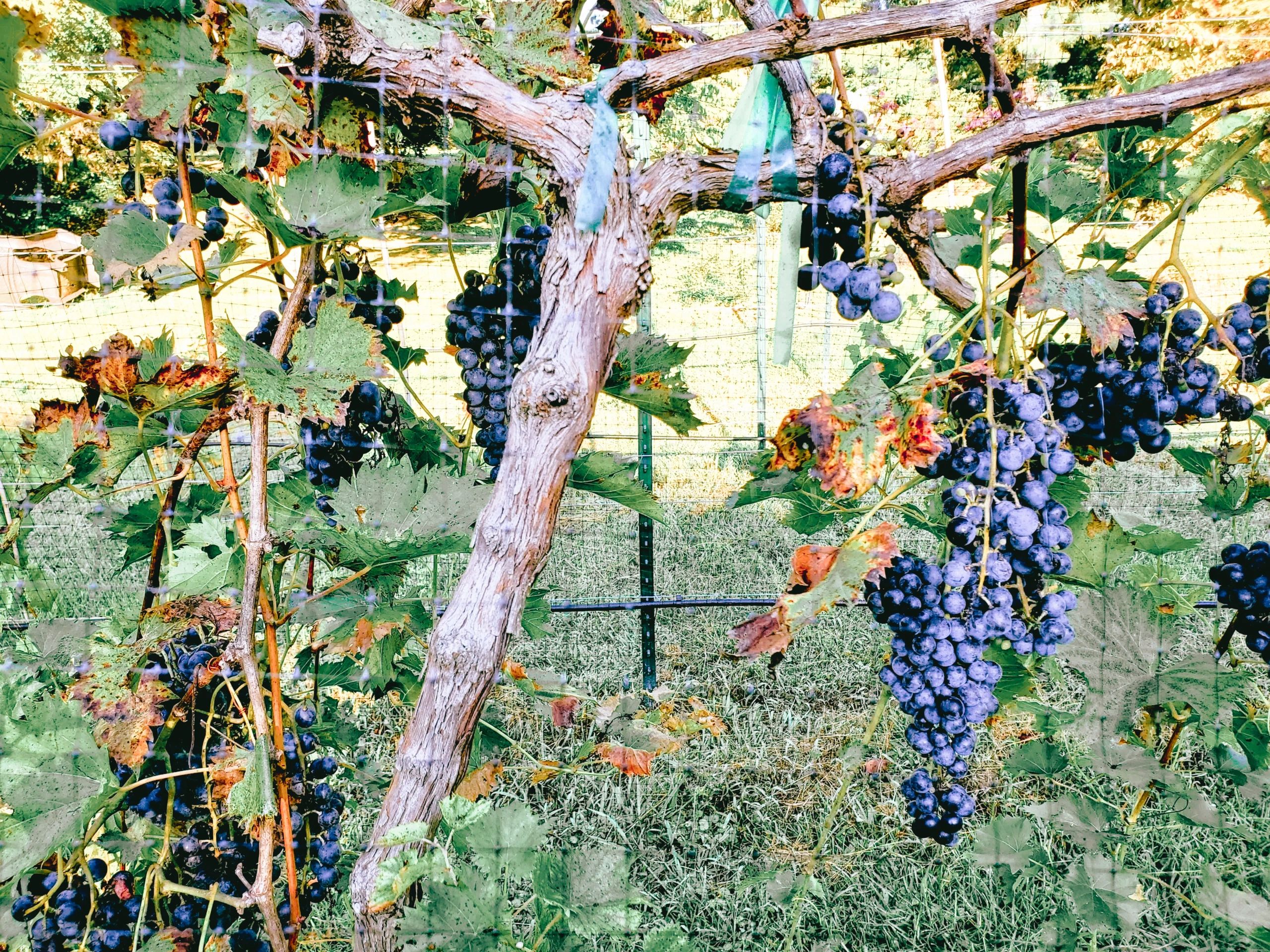 Chambourcin grapes at our family vineyard.