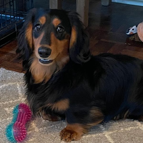 Long-haired dachshund lying on a rug with a pink and blue toy.