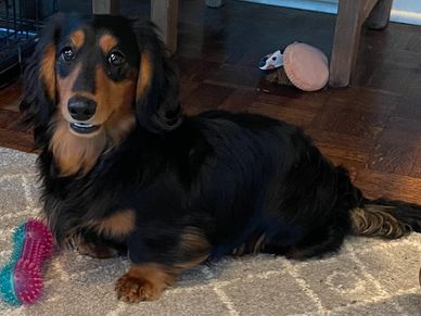 Long-haired dachshund lying on a rug with a pink and blue toy.