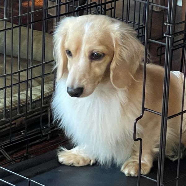 A fluffy cream-colored dog sitting inside a metal crate.