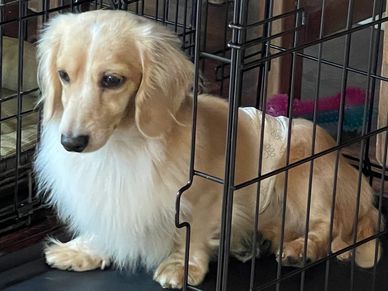A fluffy cream-colored dog sitting inside a metal crate.