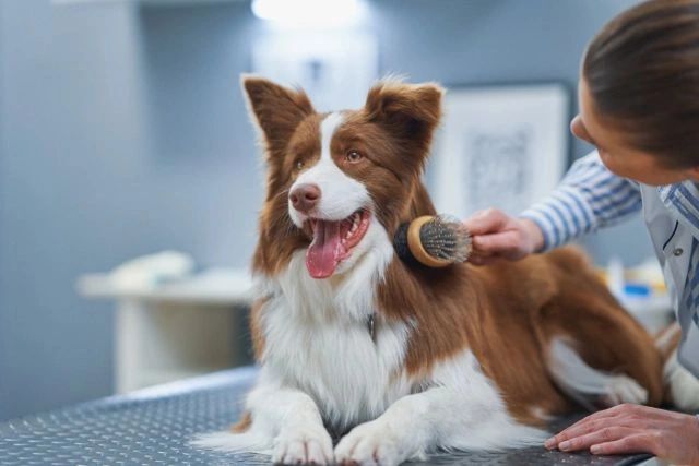 K9 Clippers dog grooming listing photo