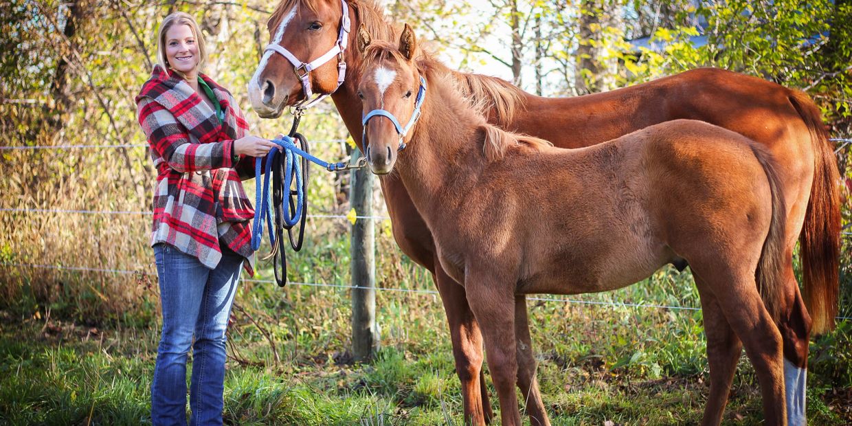 broodmare, quarter horse, qh, chestnut, registered, mare
