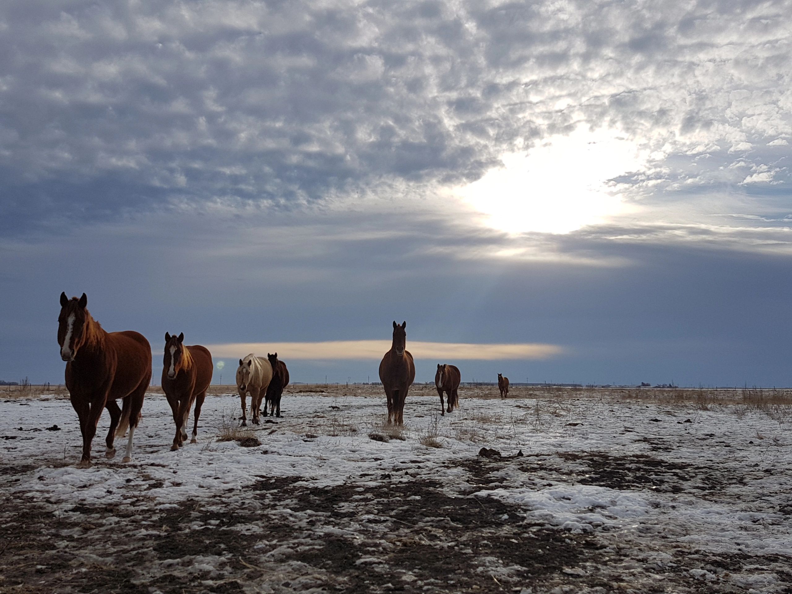 Clay Webster Performance Horses