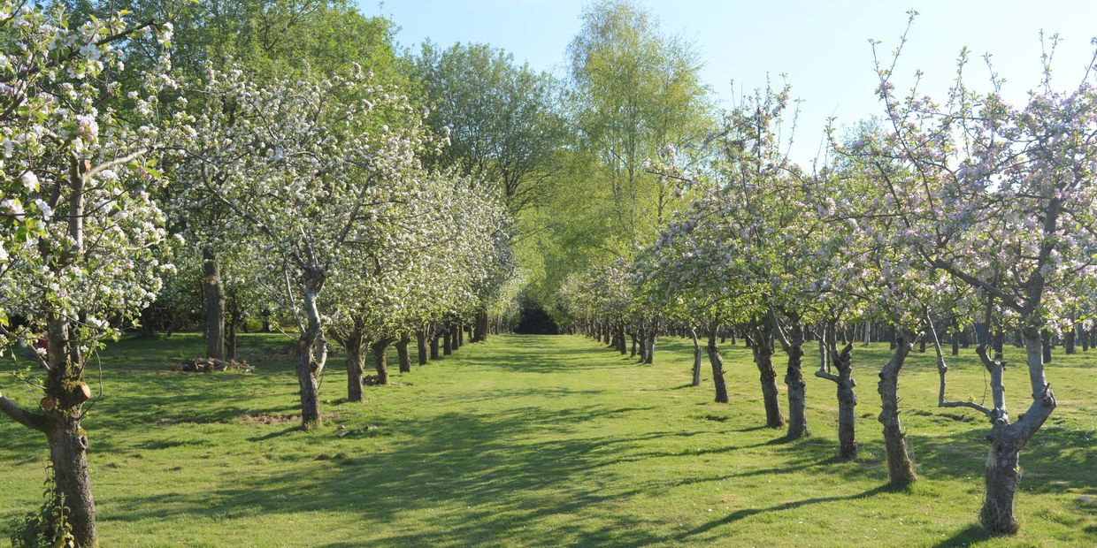 Avenue of apple trees in an orchard in spring blossom