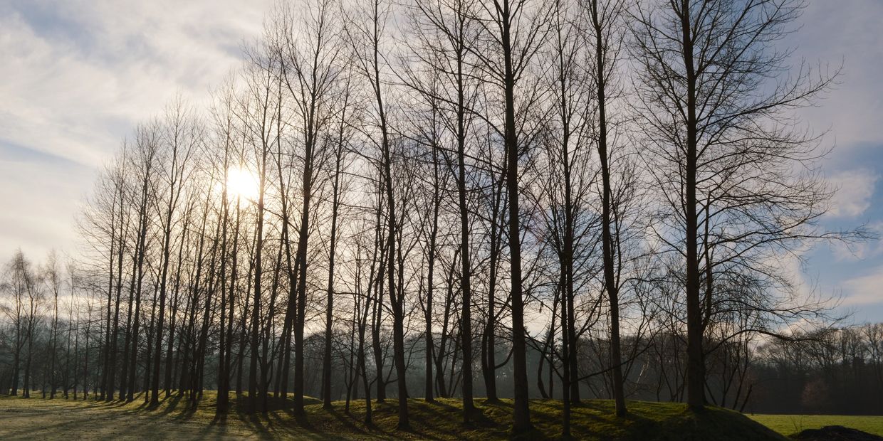 A row of tall poplar trees in the sun on a bank in rural countryside