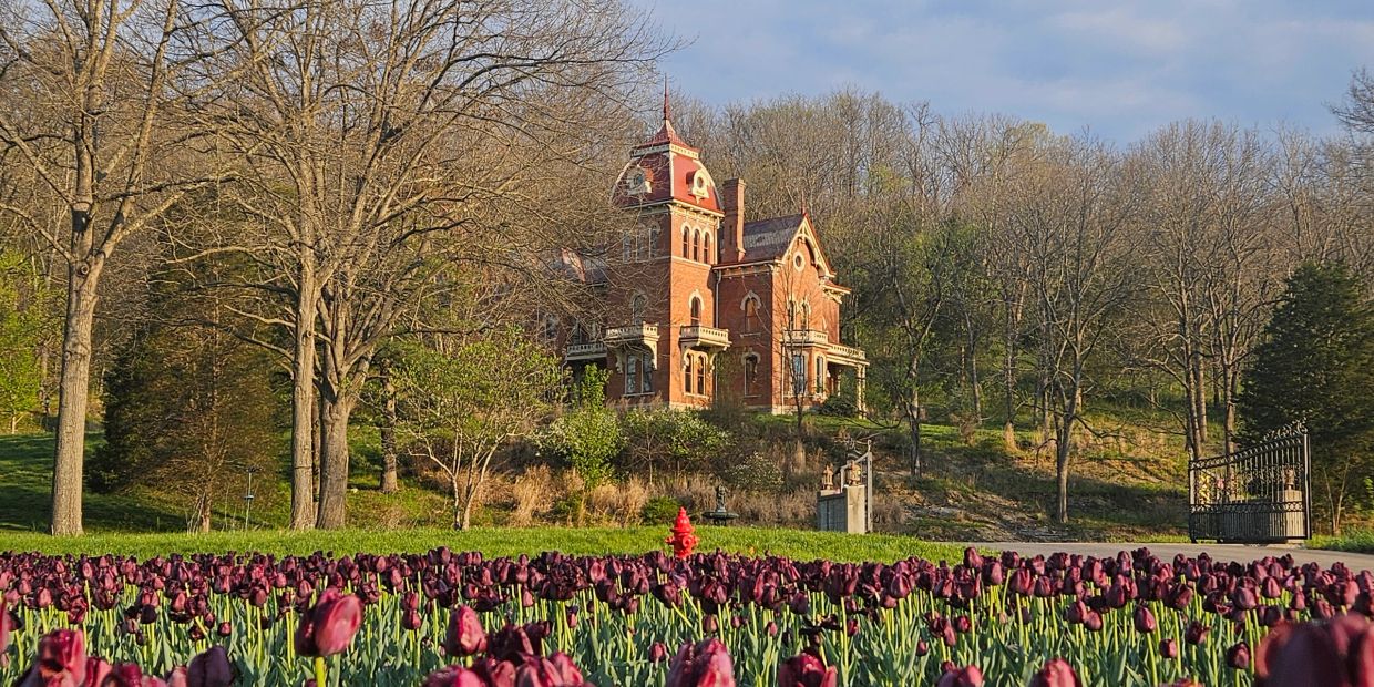 A historic brick mansion behind a field of purple tulips.