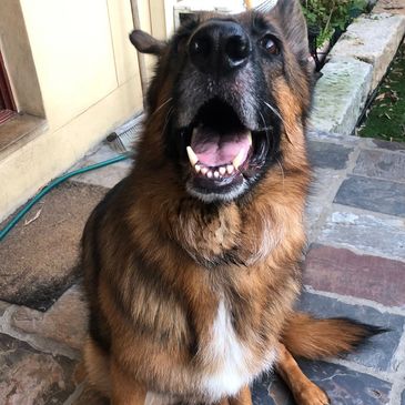 german shepard smiling
