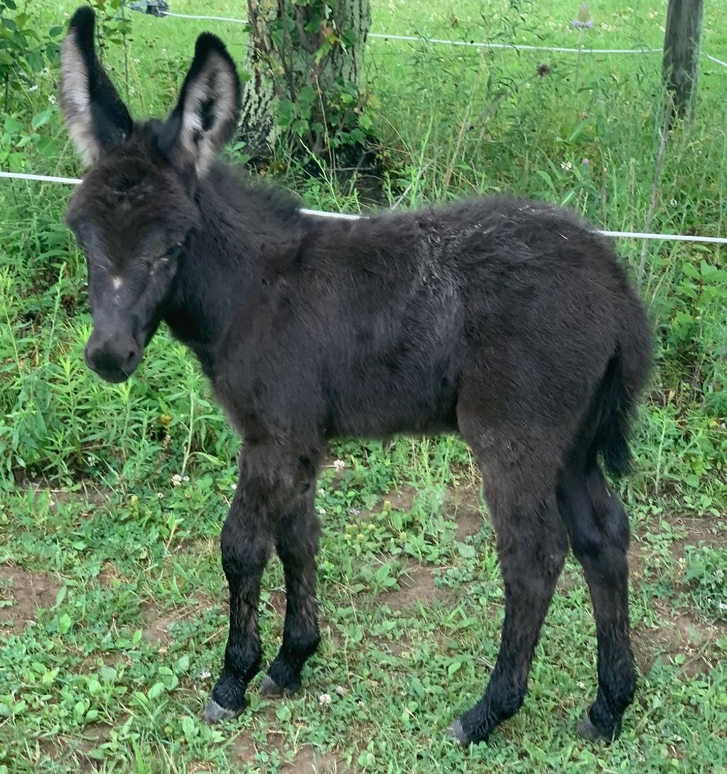 Miniature Donkey Jack
For sale