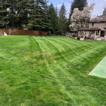Maintaining a back lawn in Woodinville, WA.
