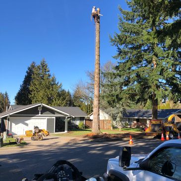 Tree removal in Bothell, WA.