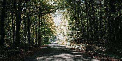 Dichter Waldweg, der sich zu einer sonnigen Lichtung öffnet