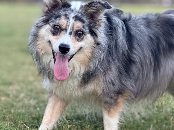 Happy Australian Shepherd with tongue out.