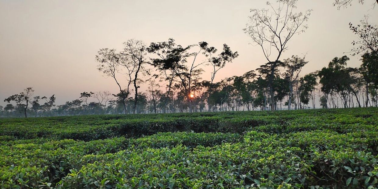 Sunset behind tea plantation and trees.