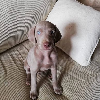 Weimaraner puppies for sale