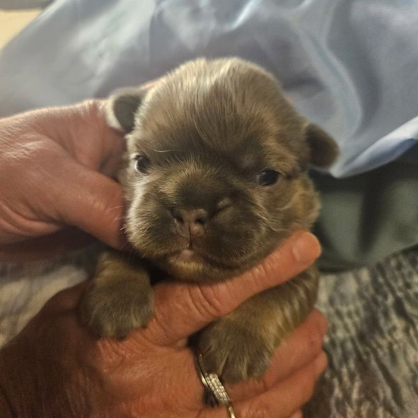 Tiny brown puppy being gently held.