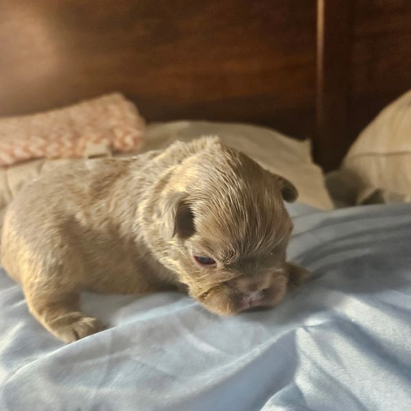 Newborn puppy laying on a bed.