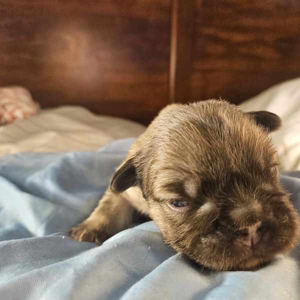 A newborn puppy on a blue blanket.