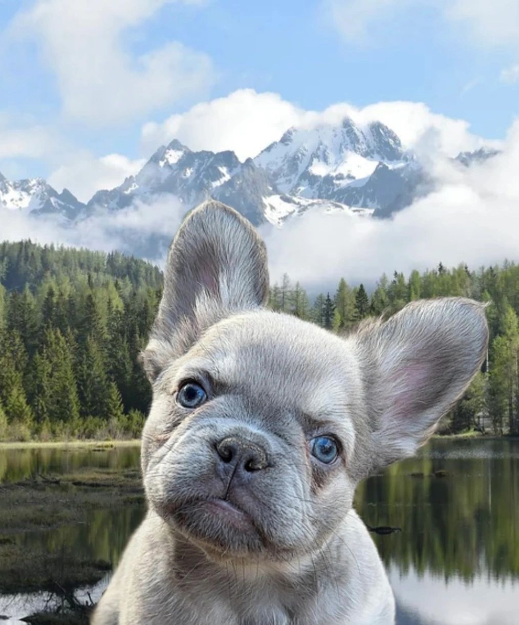 Videos of puppies