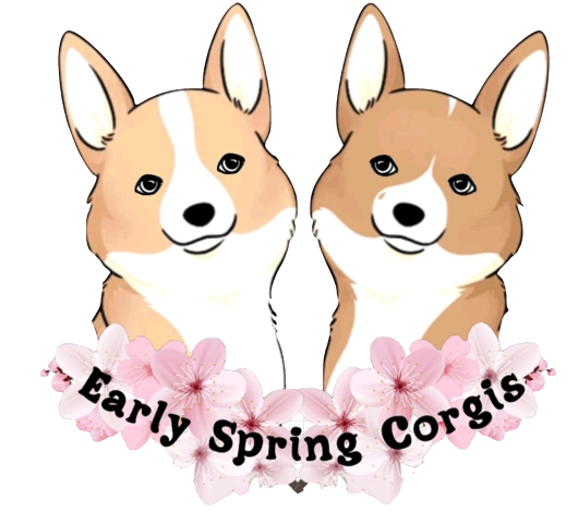 Pembroke Welsh Corgis Puppies for Sale | Early Spring Corgis