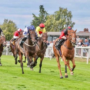 Let's Be Lucky Racing - Racehorse Shares, Horse Racing Syndicates