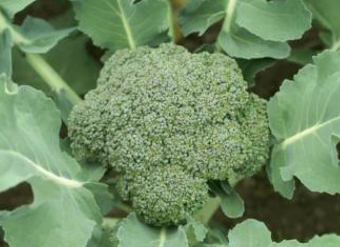 Packaged Produce Solutions Healthy Food Premium Grade Fresh Produce in