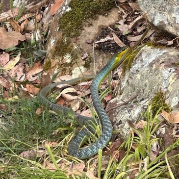 common tree snake identification sheet / chart