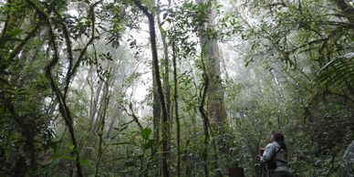 La Tigra National Park. Birdwatching Tours. Choose Honduras