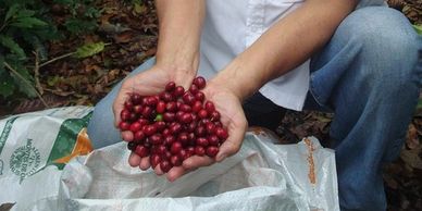 farmer holding ripe coffee cherries in his hands