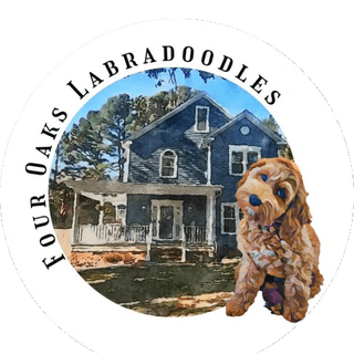 Four Oaks Labradoodles