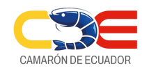Camaron de Ecuador