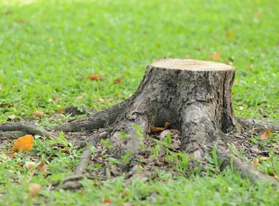 Mississauga Stump Removal