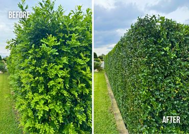 Before and after images of a neatly trimmed green hedge.