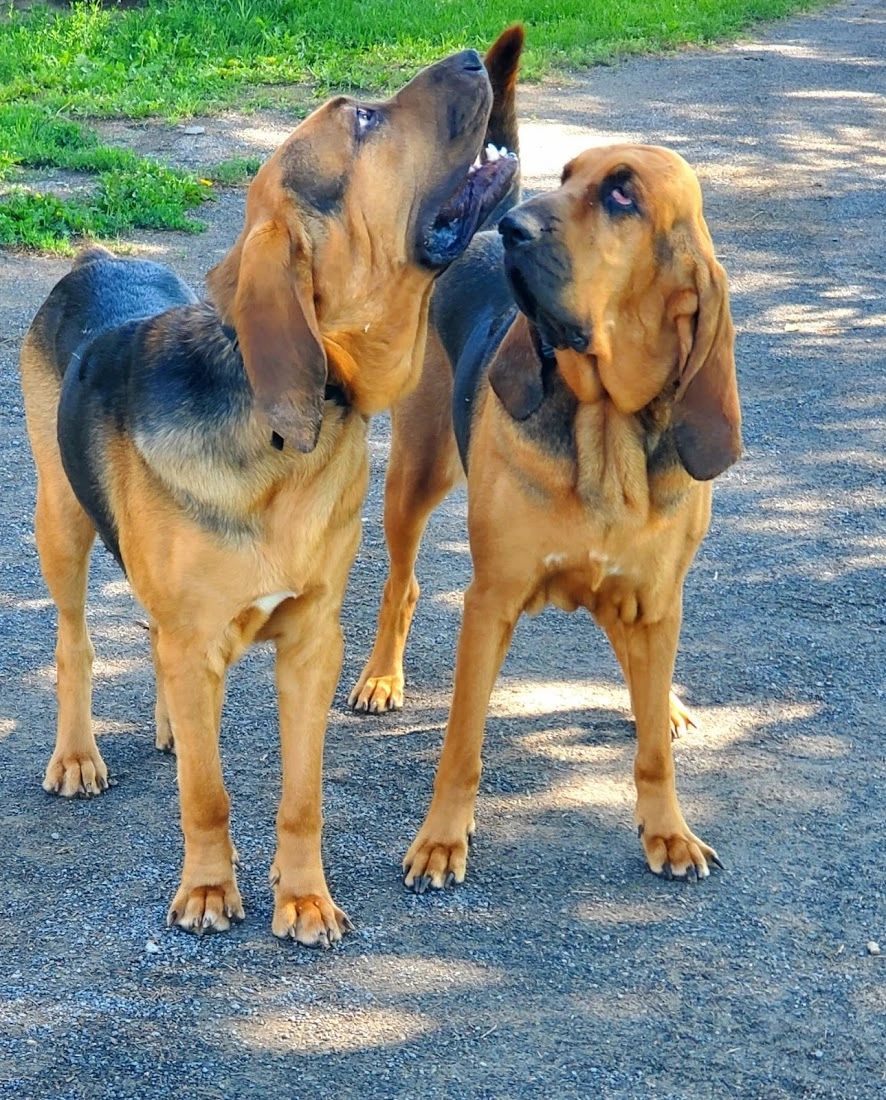 Les St Hubert de la Petite Ligne Chiens St Hubert Eleveur Breed