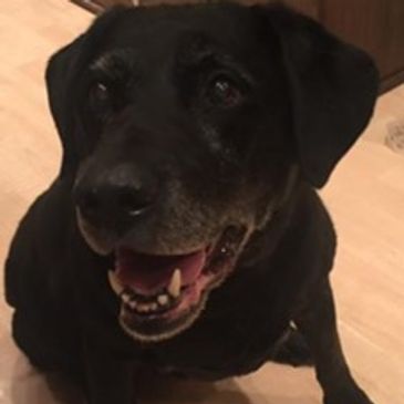 Swindon Pet Sitting - online Swindon Pet Sitting - online
