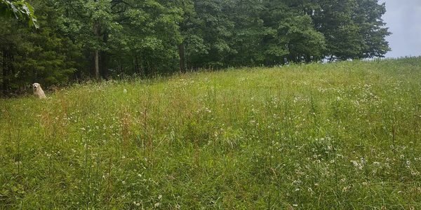 A photo of one our pastures, showcasing biodiversity.