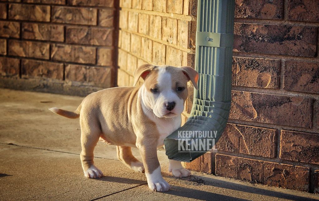 Pocket American Bully Puppy 6 weeks old  