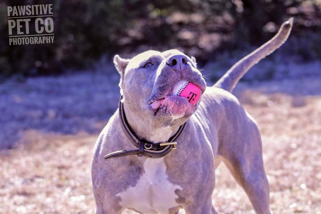 American bully