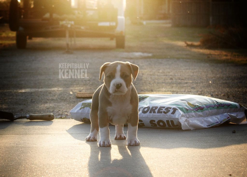 Thai Tea Pocket American Bully puppy 6 weeks old. 