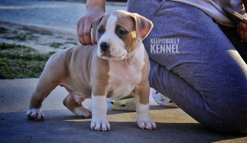 Pocket American Bully Puppy 6 weeks old. 